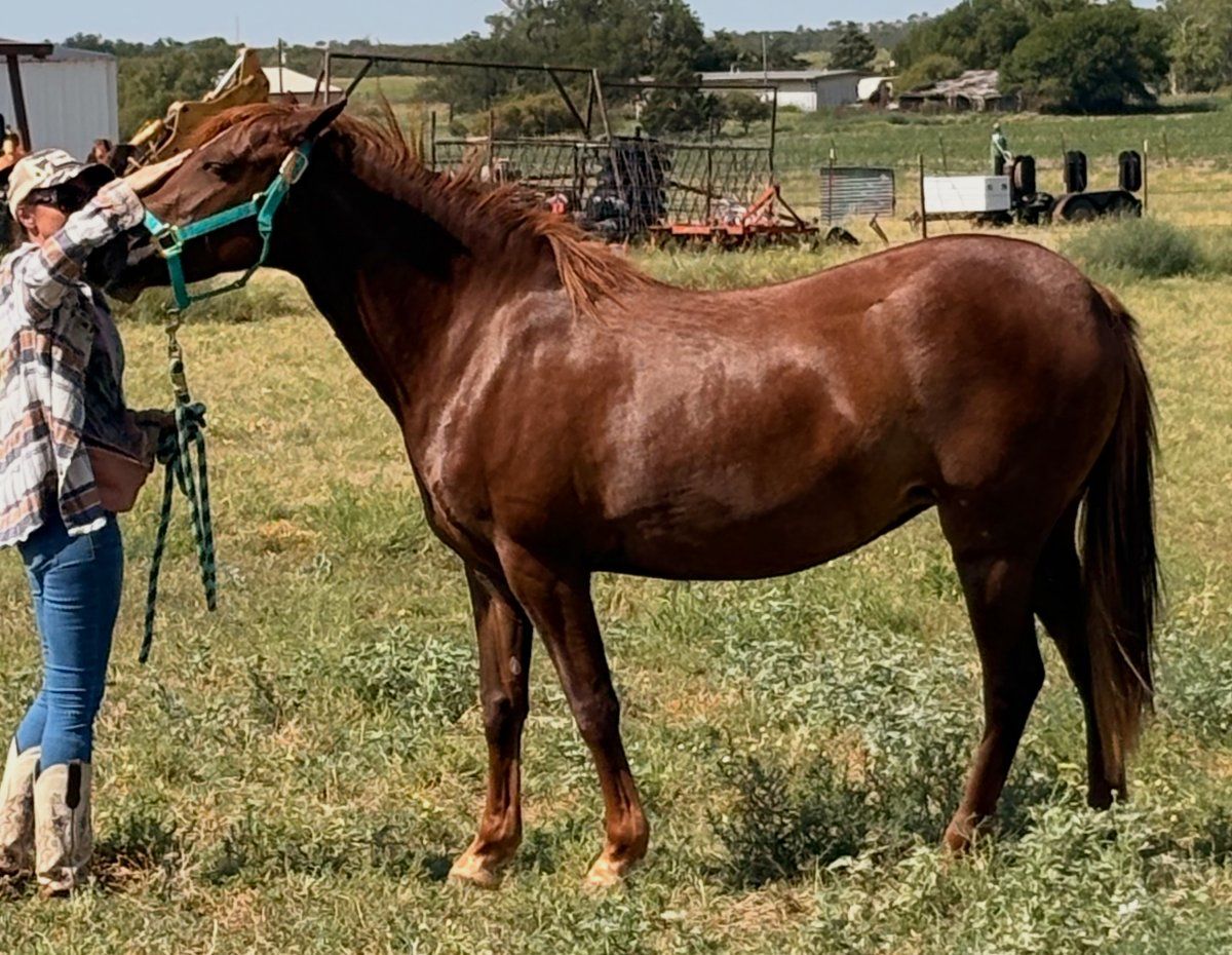 Little Horse, after