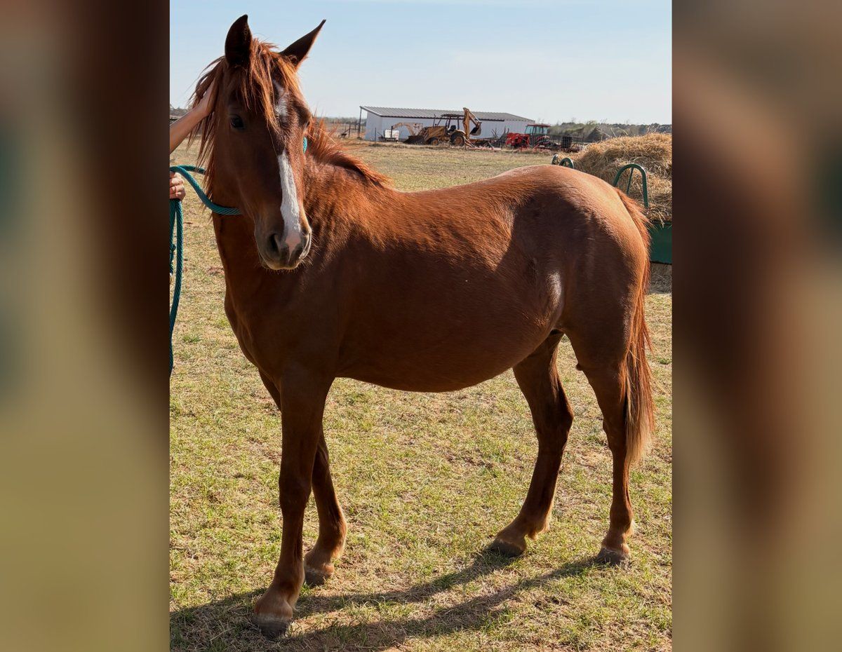 Little Horse, before