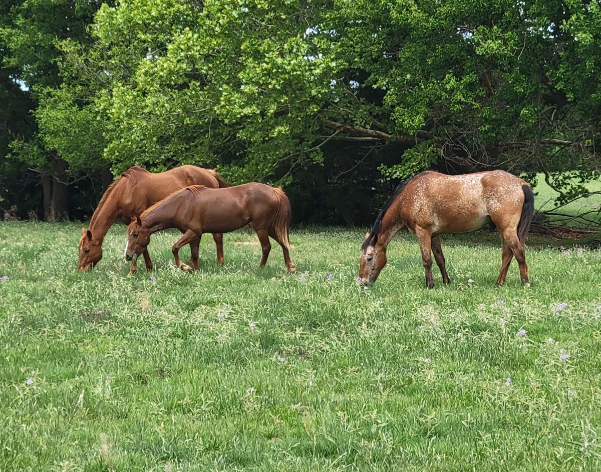 Horses at Breaux Ranch